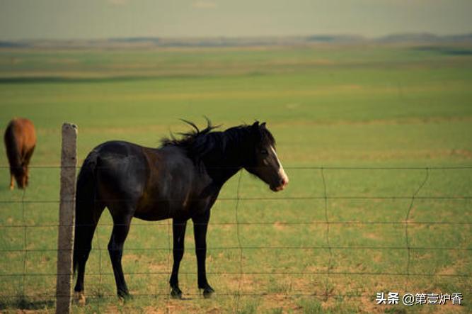 张承志采访黑骏马视频,张承志的黑骏马朗读