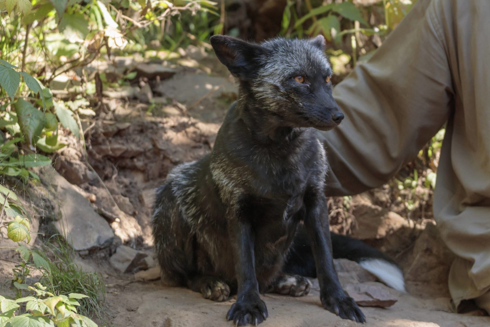 俄罗斯科学家养狐狸,俄罗斯科学家驯化银狐