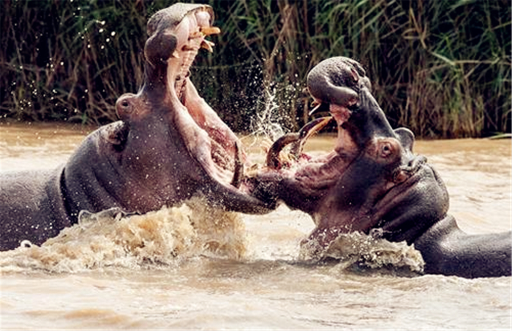 非洲狮偷袭小河马，被赶来的母河马救下，最后却落入公河马的嘴中