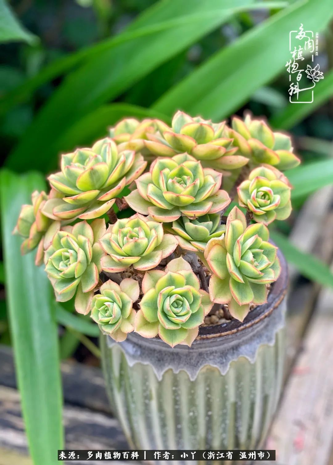 祖上无院家里无矿，一腔浪漫情怀付诸楼顶造花