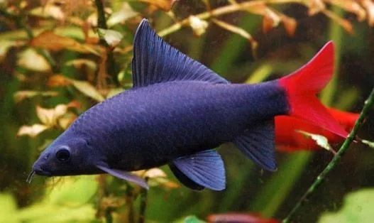 水族市场淘来的泰国鱼，一进缸就招惹是非，差点把同类干掉