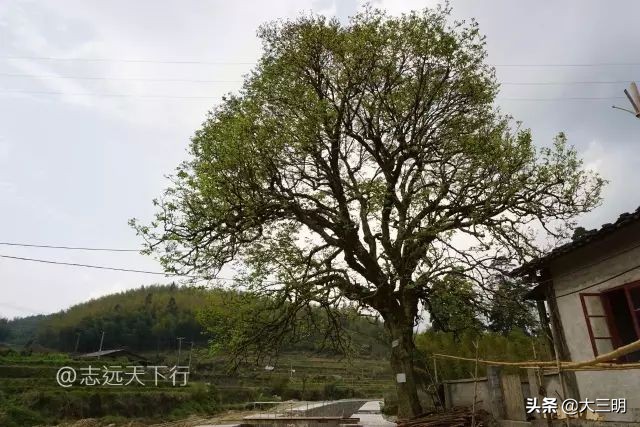 绿都最氧三明景区预约,绿都最氧三明旅游攻略