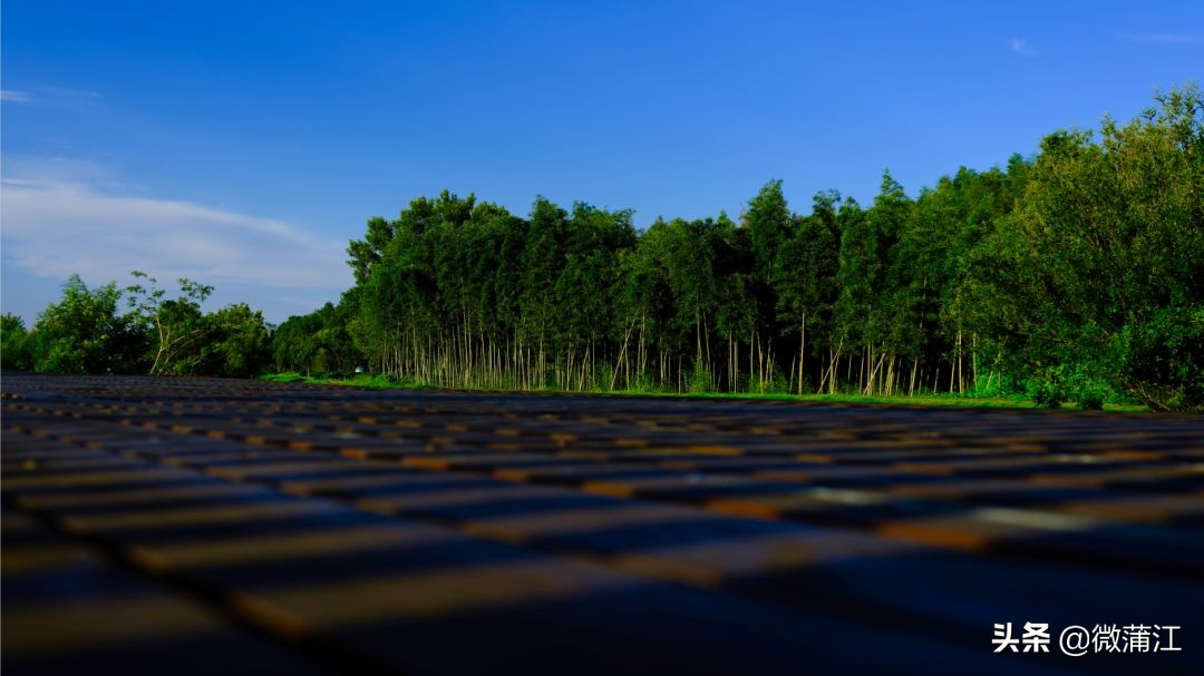 探访深山竹林倍感神清气爽,蒲江遥望雪山感受诗意栖居