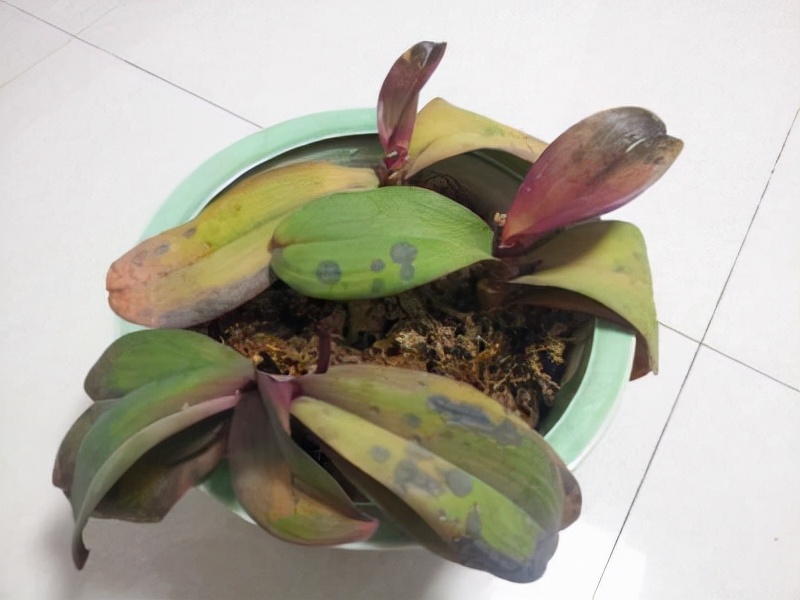 22种花耐旱耐热,天冷种花要注意什么