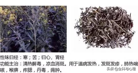史上最全中草药图谱（附主治功效）（一）