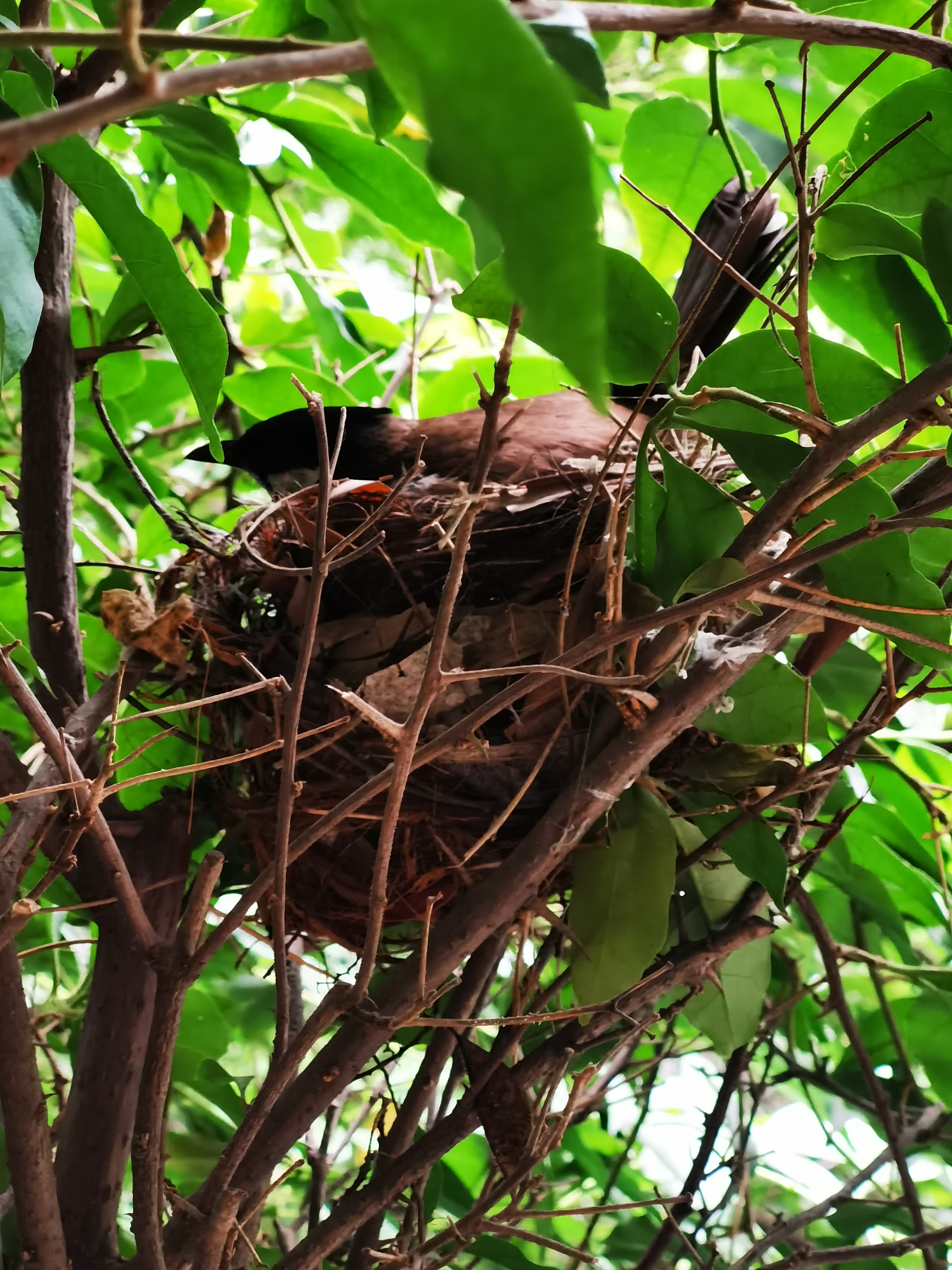 景美人善！我红耳鹎成都“安家”日常曝光