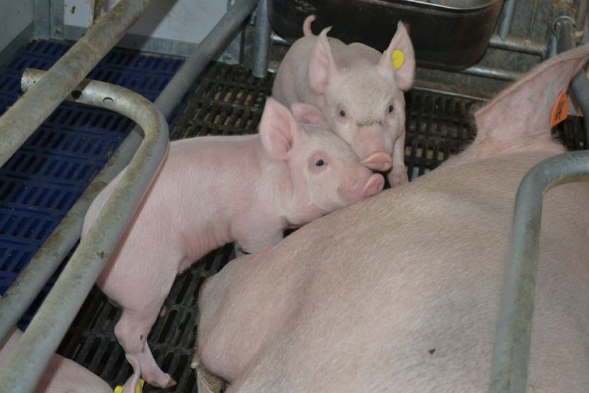 猪咳嗽有什么土方法,猪咳嗽最快止咳方法