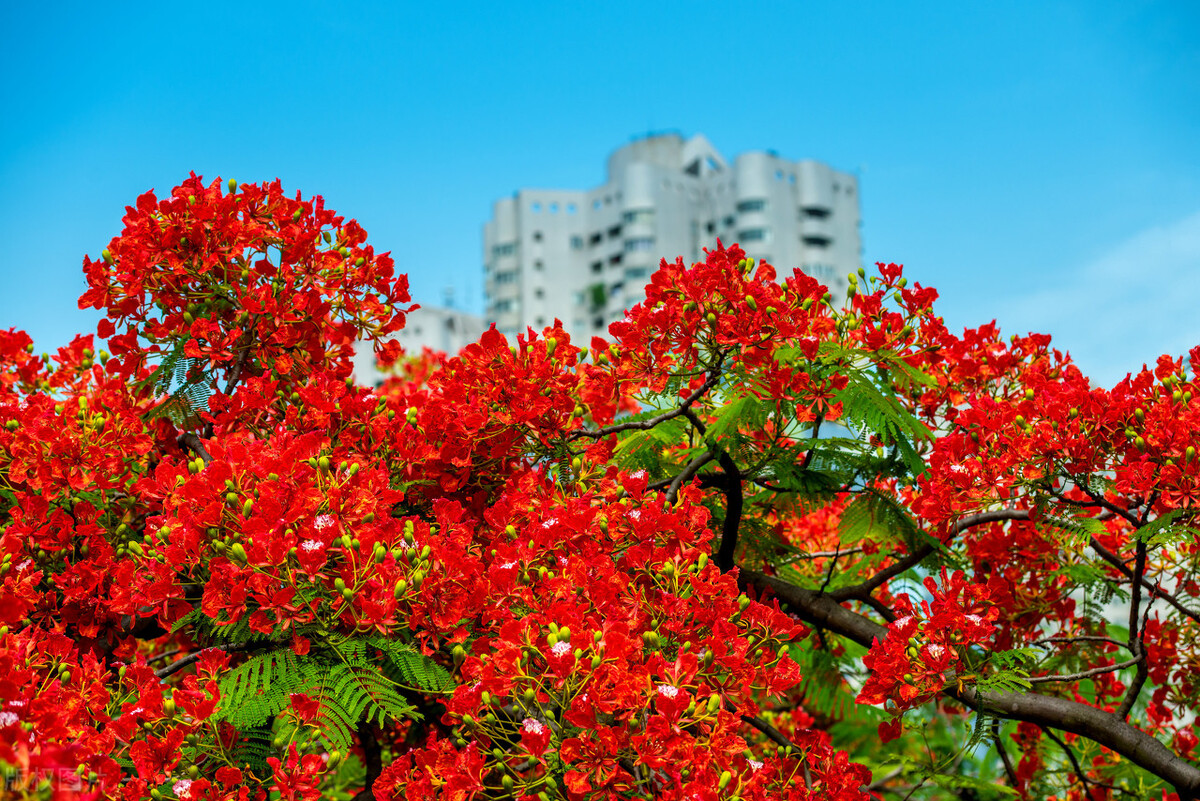 花草中的“火凤凰”,树上树下同惊艳,可惜只有南方人有眼福
