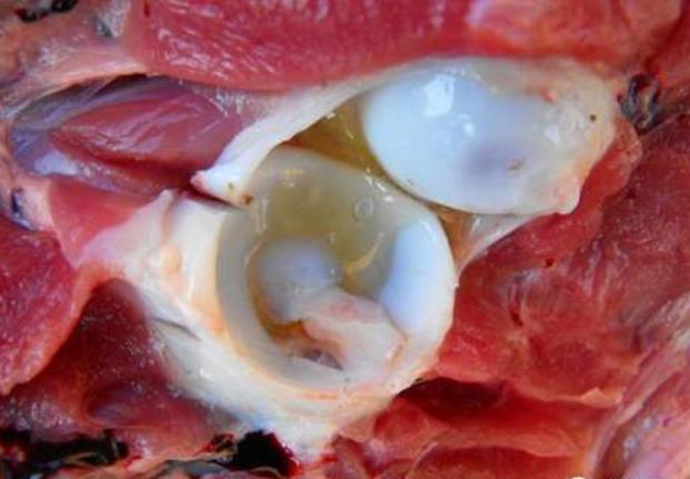 仔猪副猪病症状有哪些,哺乳仔猪副猪嗜血杆菌怎么治