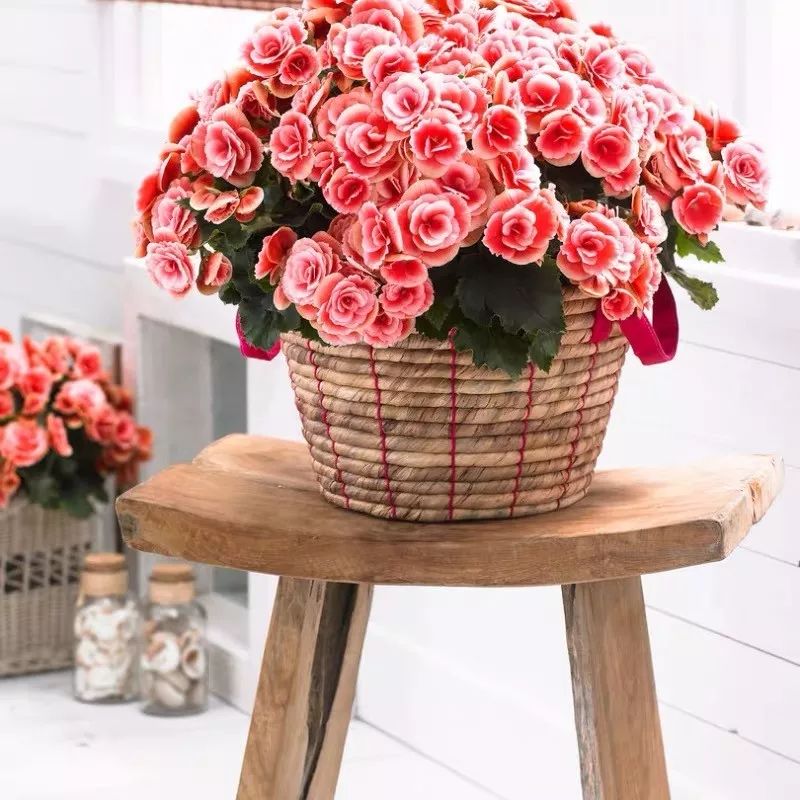 冬天一定要养的十种花,冬天养花养哪些植物好看