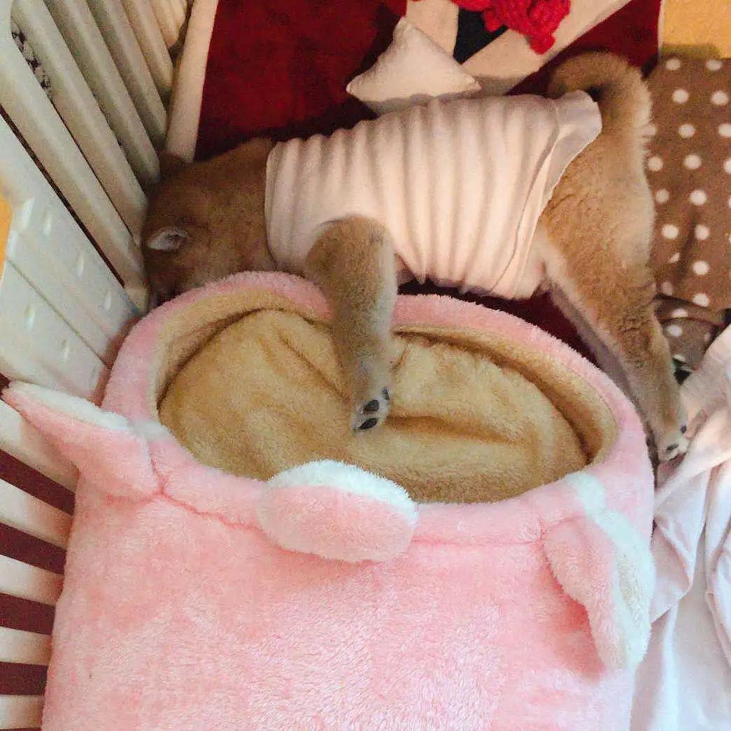 模仿狗狗睡姿,分享下你家狗子的睡姿