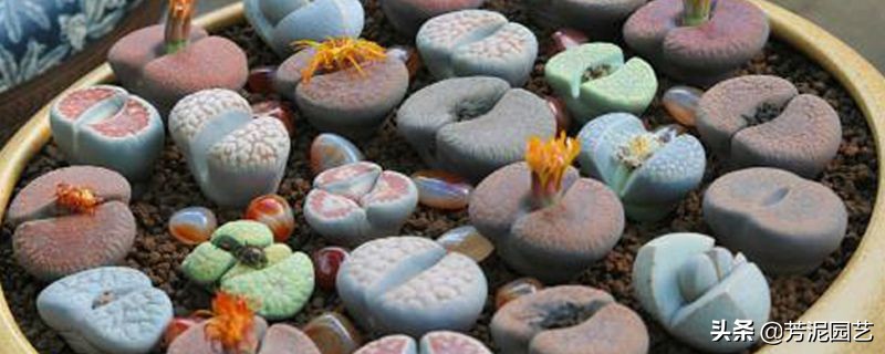 生石花烂根怎么办如何补救,生石花烂根夏天