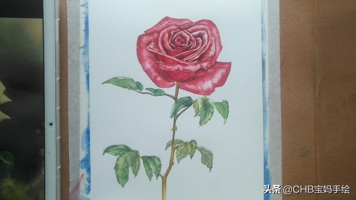 水彩画初学者零基础教程玫瑰花,水彩画教程入门玫瑰花慢教程