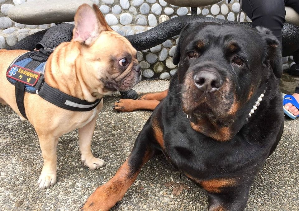 罗威纳犬被打,罗威纳挑衅斗犬