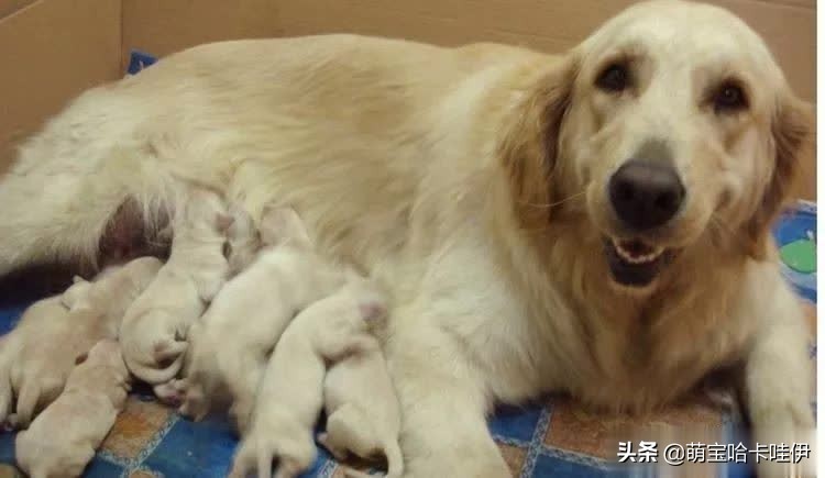 金毛当妈妈坐月子,金毛哺喂小狗