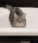 每只猫的名字都能叫出来,一只小公猫的名字