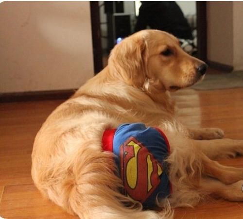 当狗狗来大姨妈，铲屎官用4个举动俘获TA的芳心，多喝热水不算