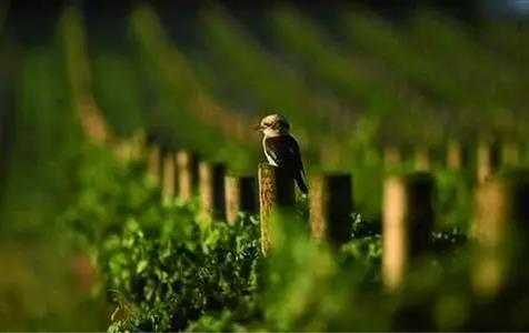 白葡萄酒的酿造工艺流程,酒庄葡萄酒的酿造方法及制作步骤