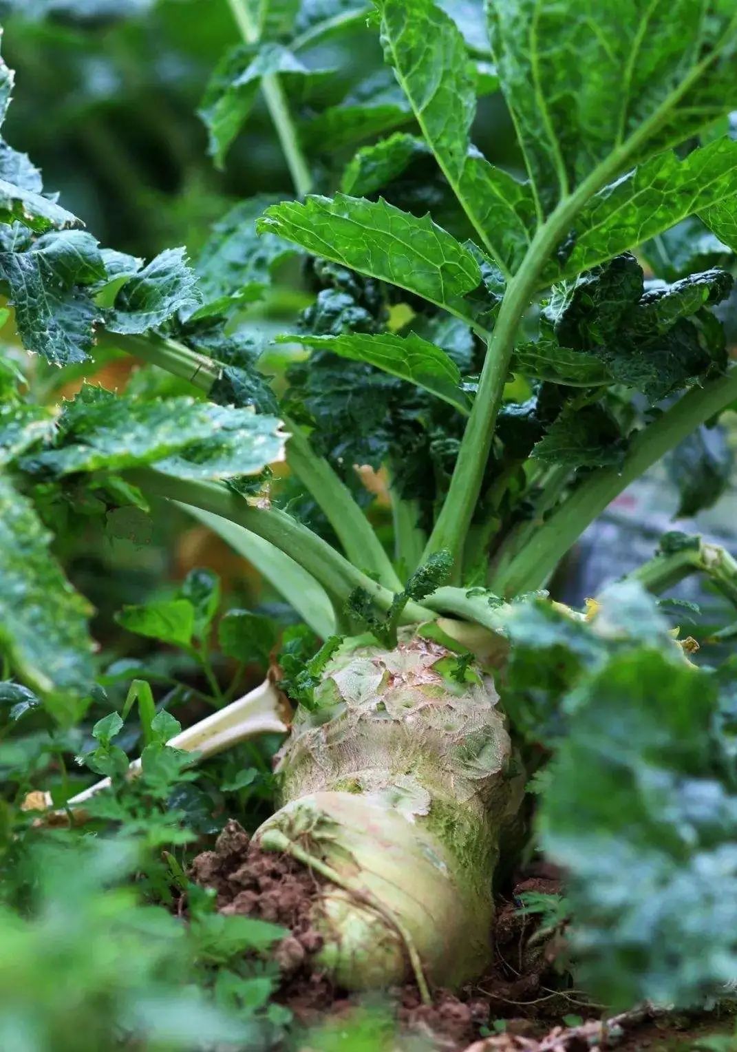 此“冲菜”，究竟是广东人最爱吃的咸菜，还是四川人的家常下饭菜？