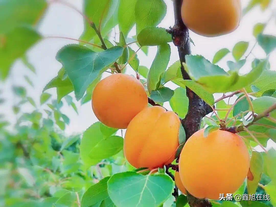 孟津五一有什么可以采摘的果蔬,洛阳孟津五一采摘园推荐