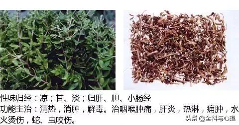 史上最全中草药图谱（附主治功效）（一）