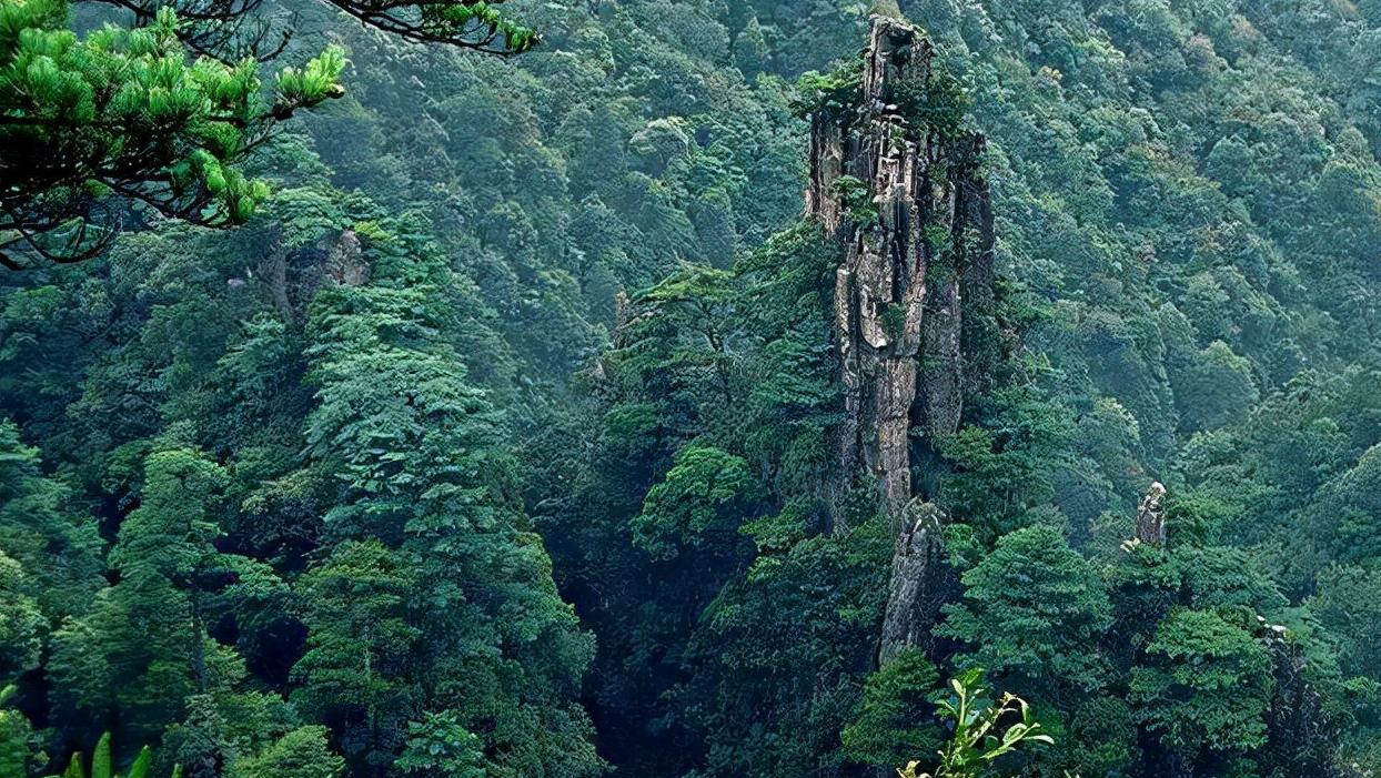 莽山烙铁头毒蛇排行,莽山烙铁头蛇全球排名第几毒