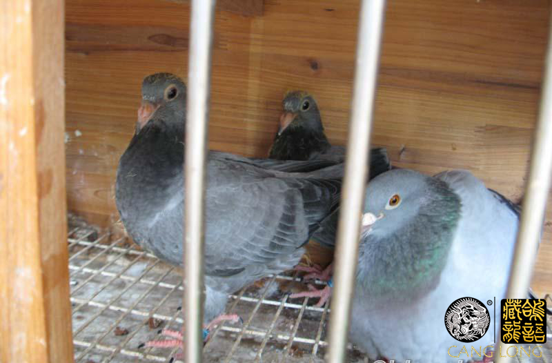 赛鸽名家的养鸽小技巧视频,工薪鸽友养鸽秘籍
