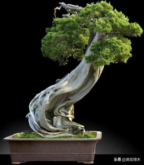 舍利干柏盆景造型,舍利干盆景怎么样
