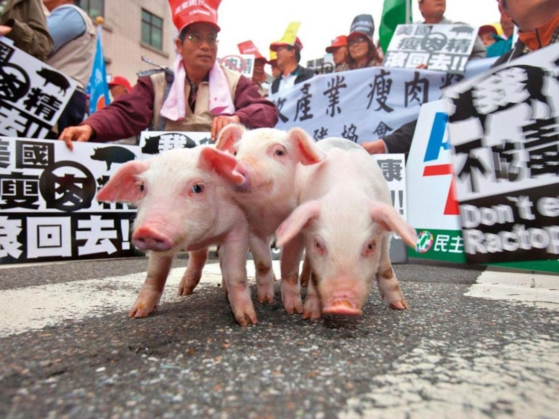 莱猪事件是什么,台湾猪肉事件后续