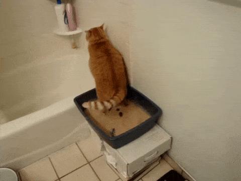 猫猫挠猫砂,猫便便之后挠猫砂盆