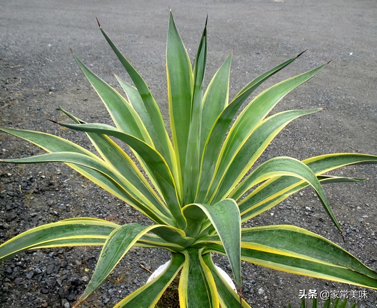 伏特加和龙舌兰哪个更好喝,伏特加的喝法有哪几种