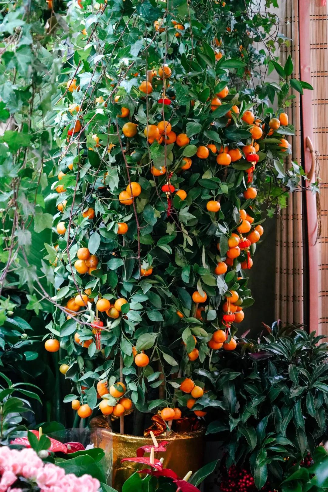 汉中门花市,汉中门花市价格