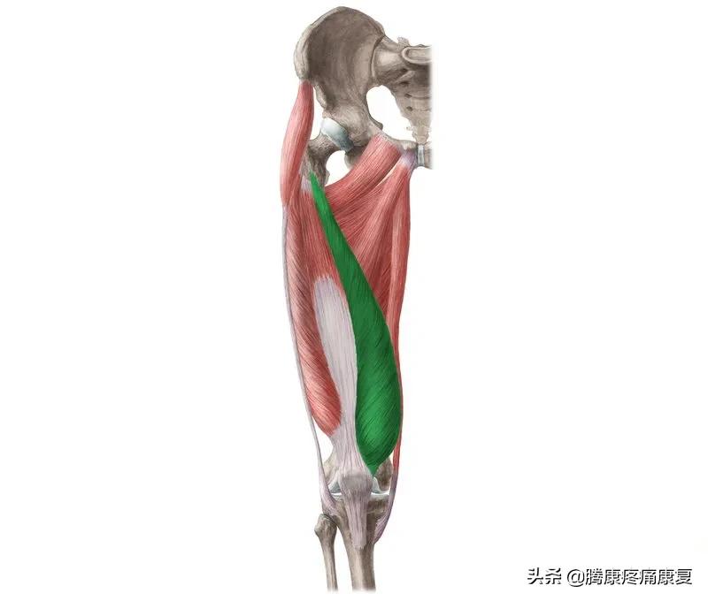 髌股关节疼痛综合症怎么恢复,髌腱疼痛怎么康复