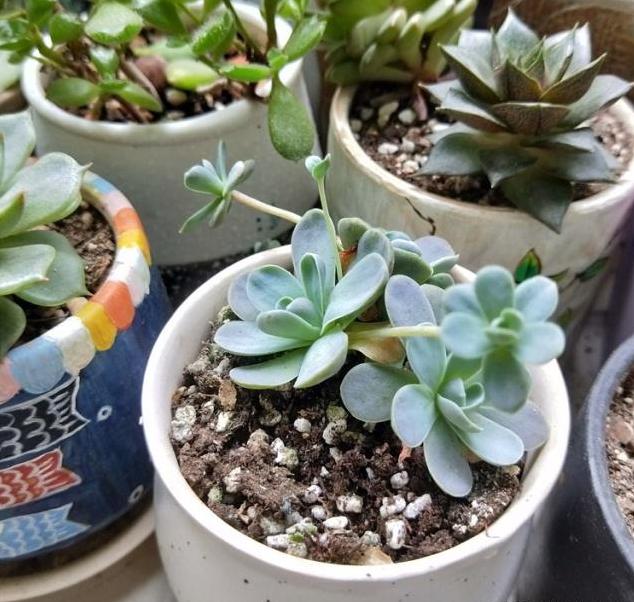 多肉全部颗粒控养,多肉皱巴巴的呈收拢状态