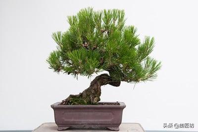 黑松盆景摘芽拔针图解 (黑松盆景针芽怎样修剪)