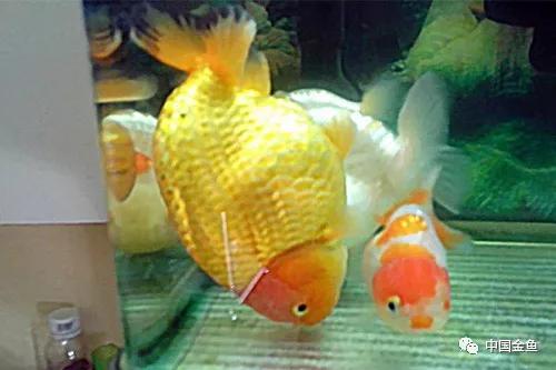 金鱼栽头翻肚,为什么金鱼容易失漂