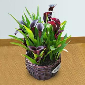 马蹄莲开花技术,让马蹄莲爆盆式开花