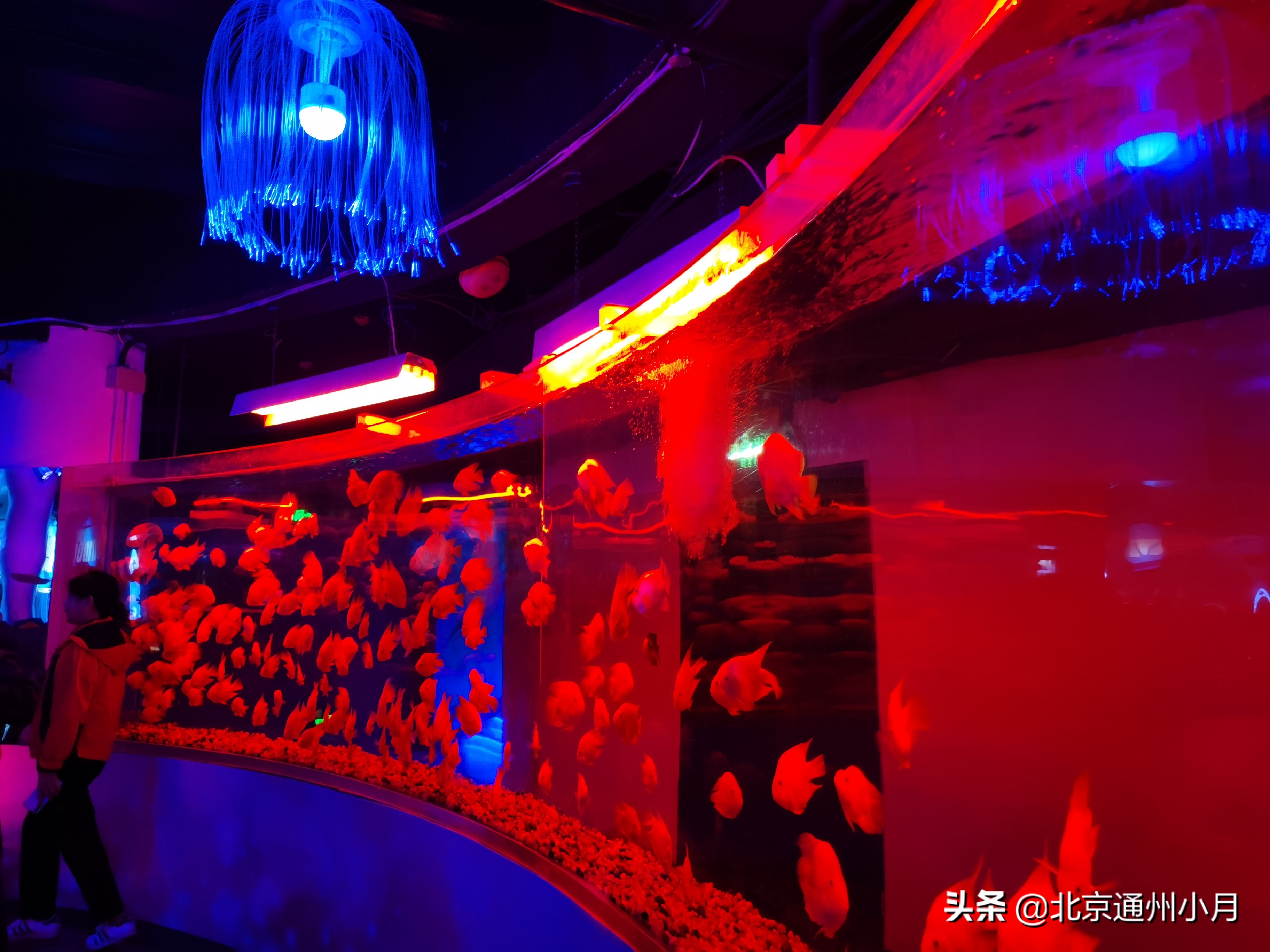 北京海底世界游览时间表,北京海底世界值得玩