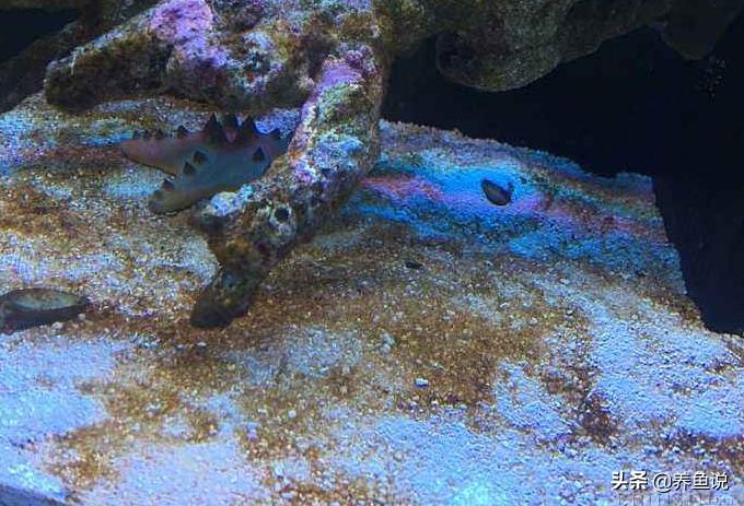 鱼缸鱼白色黏膜是什么,鱼缸里面有白色粘膜怎么处理