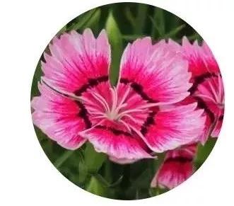 地被植物怎样养护,地被植物怎么种