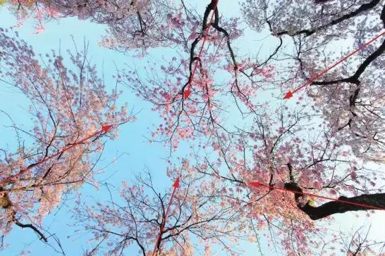 家养花卉摄影构图教程集锦,相机拍花卉拍照技巧和构图