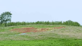 双流空港花田最新进展,双流空港花田开放了吗最新回复