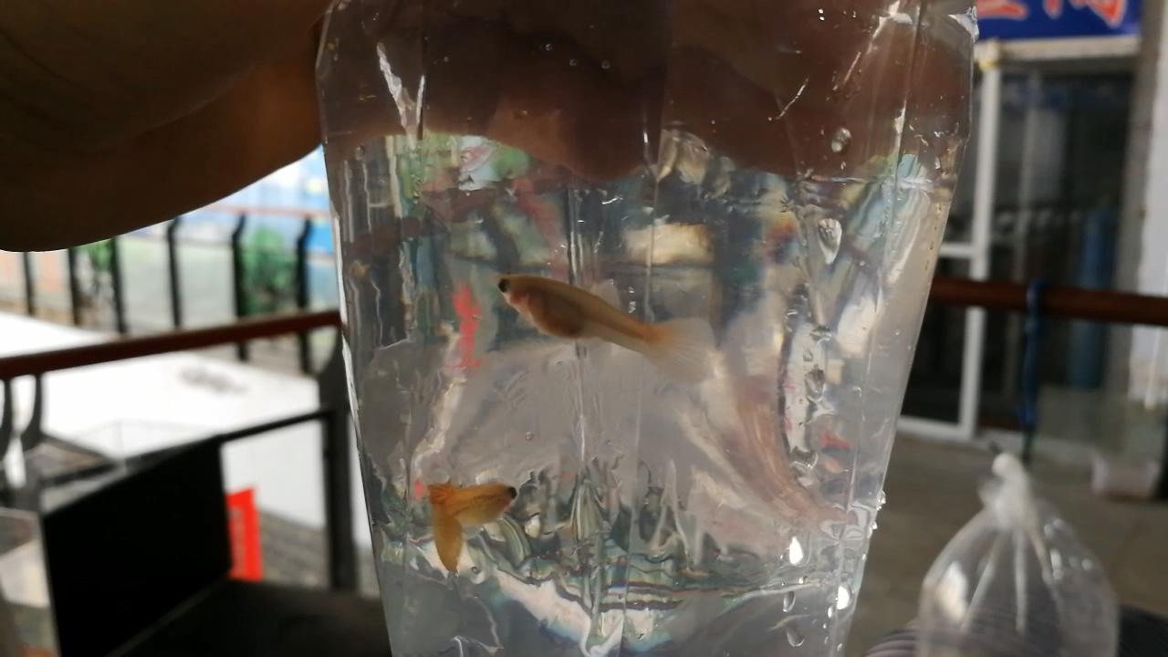 逛观赏鱼市,市场里的观赏鱼热带鱼