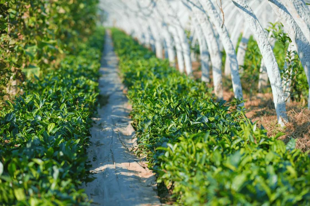 济南黄河入海口自驾游最佳路线图,春节济南出发自驾游最佳线路推荐