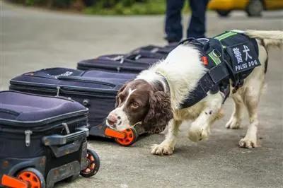 遛狗需要注意哪些小型犬,遛狗减肥选什么狗