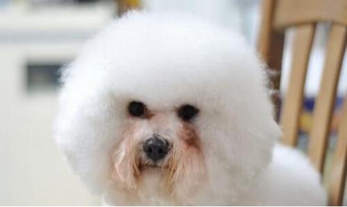 小比熊眼泪汪汪的原因,小比熊会哭吗