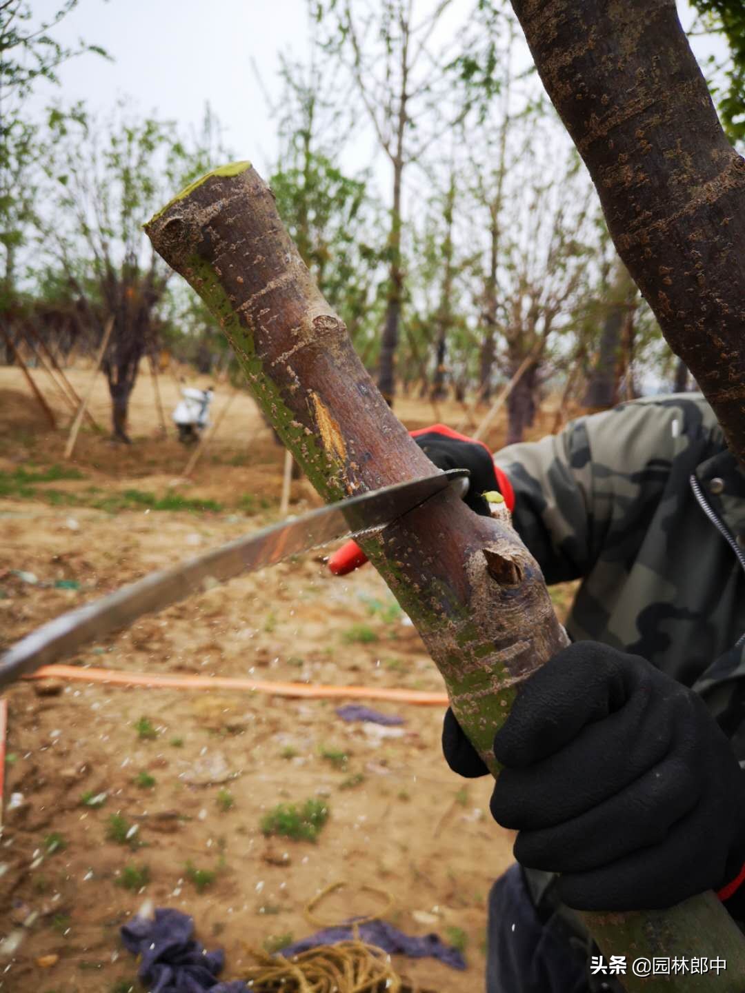 南苗北育养殖,南苗北种怎么样