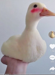 佳木斯小伙由老九：爱鸭相伴“嘎嘎”欢乐