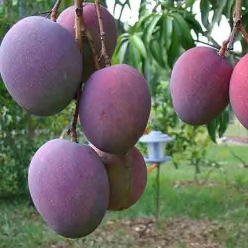 芒果树最甜的品种,芒果树哪种品种好吃