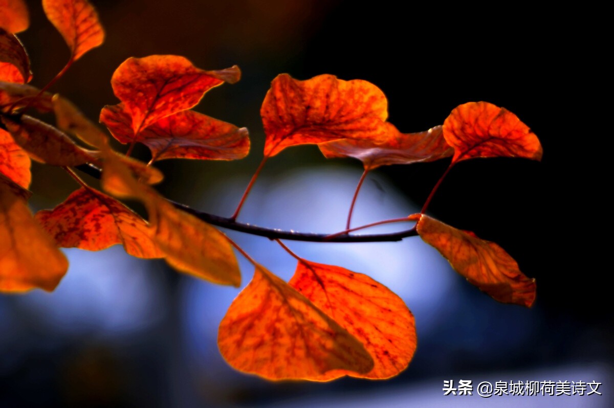 徐和先生一组《乌夜啼》